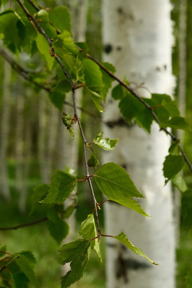 a close up of a tree branch with leaves