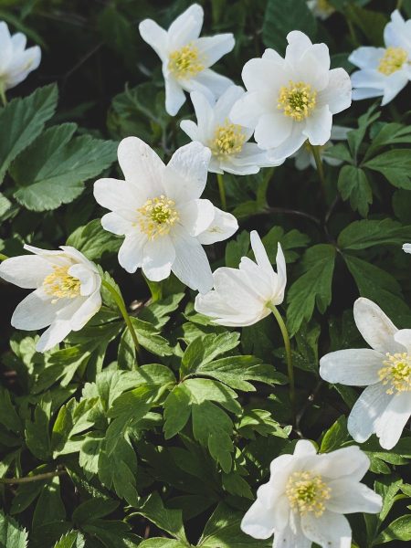 a group of white flowers with green leaves